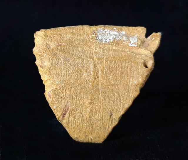 Calceola sandalina (LINNAEUS 1771) - Bild © FossNet FossilienStore